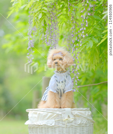 Fresh greenery, wisteria flowers and a toy poodle 114980966