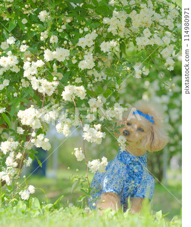 Banks rose and toy poodle Banks rose and toy poodle 114980971