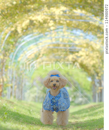 Mokko 玫瑰與玩具貴賓犬 Mokko 玫瑰與玩具貴賓犬 114980972