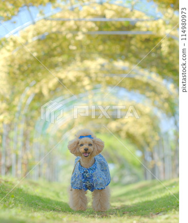 Banks rose and toy poodle 114980973