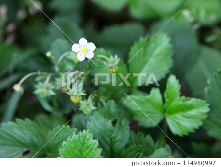 white flowers of shirobana snake strawberry 114980997