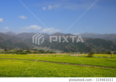 Nagano Prefecture, Iiyama City: A view of the rapeseed fields spreading across the riverbed of the Chikuma River in front of the Flower Station Chikuma River and the mountains on the opposite bank Nagano Prefecture, Iiyama City: A view of the rapeseed fields spreading across the riverbed of the Chikuma River in front of the Flower Station Chikuma River and the mountains on the opposite bank 114981011