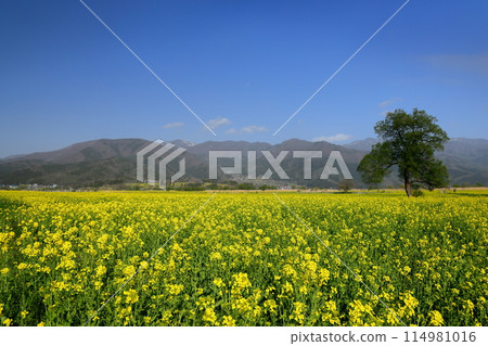Nagano Prefecture, Iiyama City: A view of the rapeseed fields spreading across the riverbed of the Chikuma River in front of the Flower Station Chikuma River and the mountains on the opposite bank 114981016