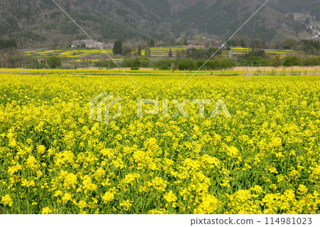 Nagano Prefecture, Iiyama City: A view of the rapeseed fields spreading across the riverbed of the Chikuma River in front of the Flower Station Chikuma River and the mountains on the opposite bank 114981023