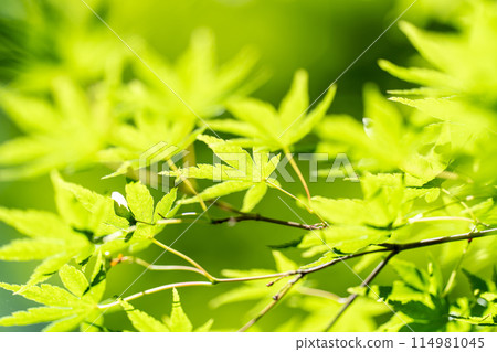 Fresh fresh green image material 114981045