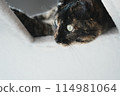 Brown cat 114981064