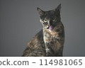 Brown cat 114981065