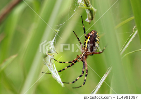 A female orb-weaver spider captures a grasshopper and wraps it around a net (photographed using a macro lens, natural light, close-up) A female orb-weaver spider captures a grasshopper and wraps it around a net (photographed using a macro lens, natural light, close-up) 114981087