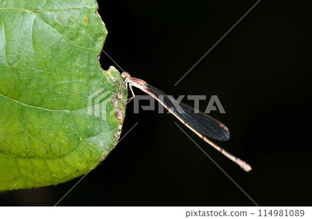 黑色背景下棲息在樹葉上的雌性蜻蜓（越冬世代、自然光和閃光燈、微距鏡頭特寫） 114981089