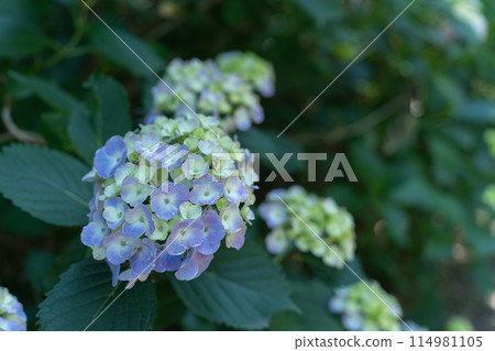 Blue hydrangea 114981105