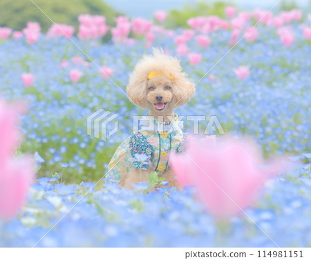 Nemophila、鬱金香和玩具貴賓犬 114981151