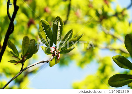 Wakaba leaves 114981229