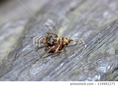 Denitz jumping spider on a wooden fence (natural light + strobe, macro close-up) 114981271