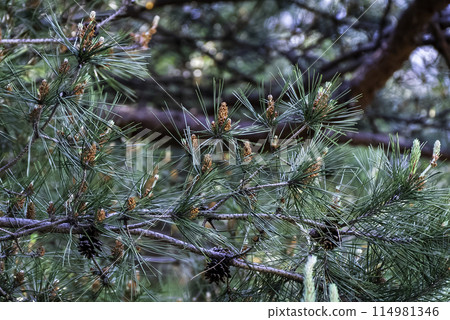 Young pine cones Young pine cones 114981346