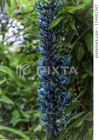 藍花玉藤 114981347