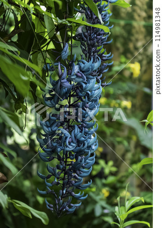Beautiful blue jade vine Beautiful blue jade vine 114981348