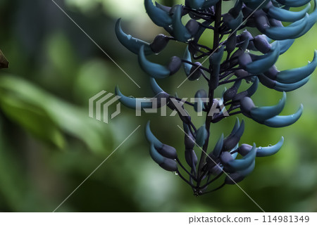 Beautiful flower: jade vine Beautiful flower: jade vine 114981349