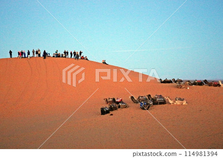 遊客和駱駝在撒哈拉沙漠 114981394