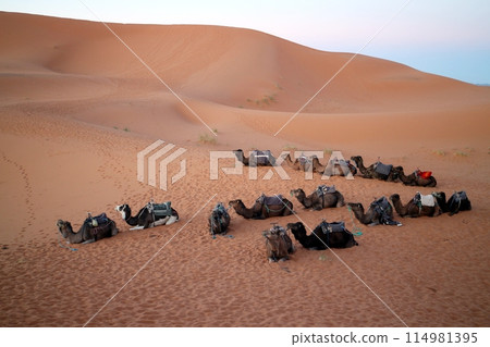 清晨，駱駝在撒哈拉沙漠休息 114981395
