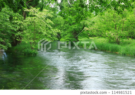 新鮮的綠色大王芥末農場 114981521