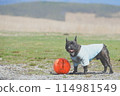 Laughing dog 114981549