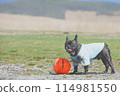 Laughing dog 114981550
