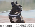 Laughing dog 114981551