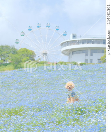 Nemophila, Ferris wheel and toy poodle 114981561