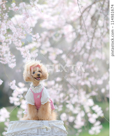Sakura and Toy Poodle Sakura and Toy Poodle 114981674