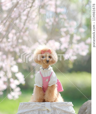 Sakura and Toy Poodle Sakura and Toy Poodle 114981678