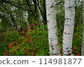 A birch forest with azalea flowers blooming on a rainy day in May when new greenery is in full bloom 114981877