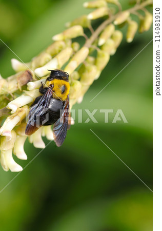 A female carpenter bee sucking nectar from a Sophora japonica flower (natural light + macro close-up photo) 114981910
