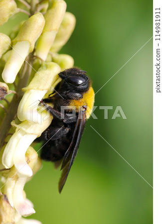 A female carpenter bee sucking nectar from a Sophora japonica flower (natural light + macro close-up photo) 114981911