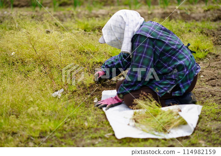 Grandma weeding Grandma weeding 114982159
