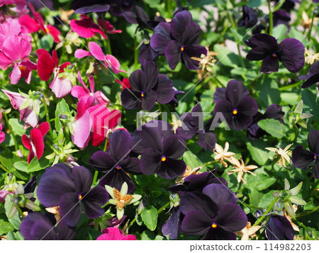 Red and black viola flowers 114982203