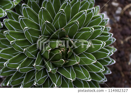 維多利亞龍舌蘭（竹雪） 114982327