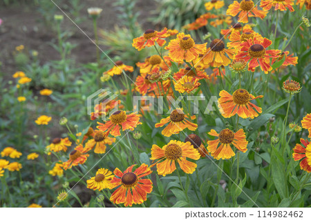 背景模糊的橙色餃子菊花(Helenium)花/菊科,五月 背景模糊的橙色餃子菊花(Helenium)花/菊科,五月 114982462