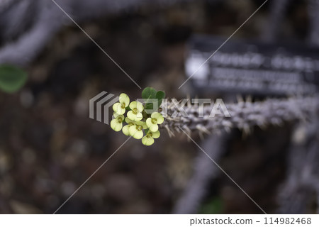 大戟屬的黃色花 大戟屬的黃色花 114982468