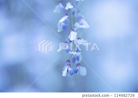紫藤花在春天的陽光下閃閃發光 紫藤花在春天的陽光下閃閃發光 114982726