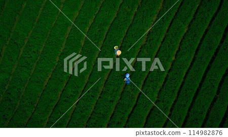 A Patchwork of Green 114982876