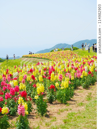金魚草花園(1)【兵庫縣立公園淡路花路】 金魚草花園(1)【兵庫縣立公園淡路花路】 114982903