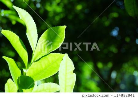 清新的綠色季節,樹木清新的形象 清新的綠色季節,樹木清新的形象 114982941