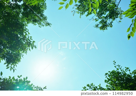 Fresh green season: Trees with a refreshing image 114982950