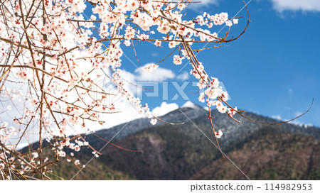 Spring's Blossom Against Winter's Retreat Spring's Blossom Against Winter's Retreat 114982953