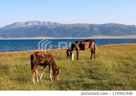 Lakeside Equine Peace 114982996