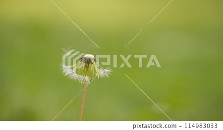 Close-up of dandelion seed head against a blurred green background in spring 114983033