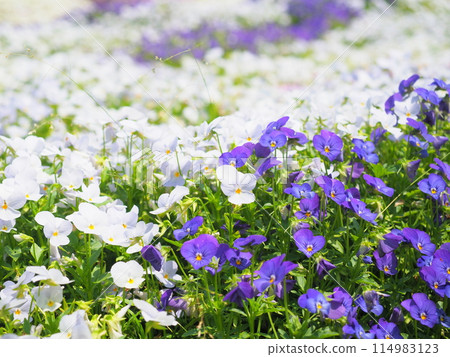 Viola flower field in full bloom (1) [Awaji Flower Garden, Hyogo Prefectural Park] 114983123