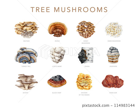 Tree mushroom set. Watercolor painted illustration. Hand drawn various mushroom collection grow on tree trunks. Reishi, turkey tail, lion's mane, chaga element on white background Tree mushroom set. Watercolor painted illustration. Hand drawn various mushroom collection grow on tree trunks. Reishi, turkey tail, lion's mane, chaga element on white background 114983144