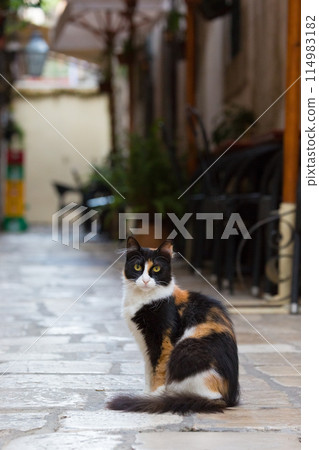 印花布貓坐在杜布羅夫尼克老城區的鵝卵石上 114983182