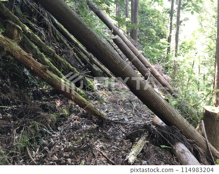 Trees fallen from mountain slopes 114983204